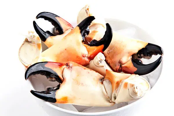 jumbo stone crab claws​