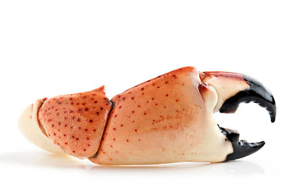 Florida Stone Crab Claws, jumbo stone crab claws​