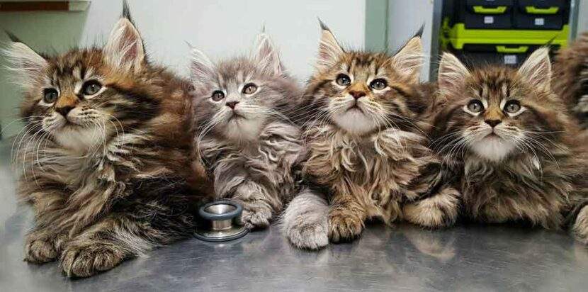 maine coon cats for adoption