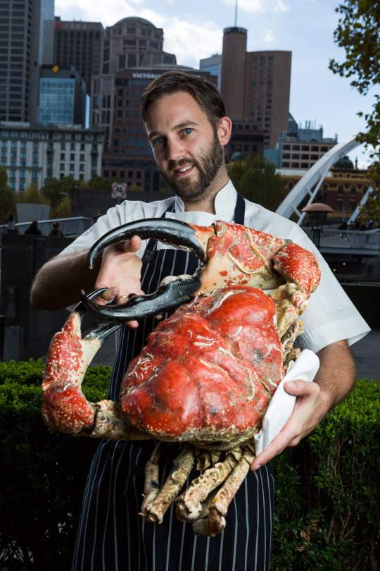 Tasmanian Giant Crab