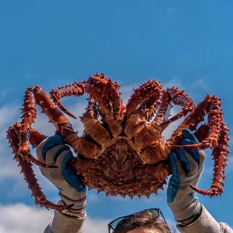 alaskan king crab price