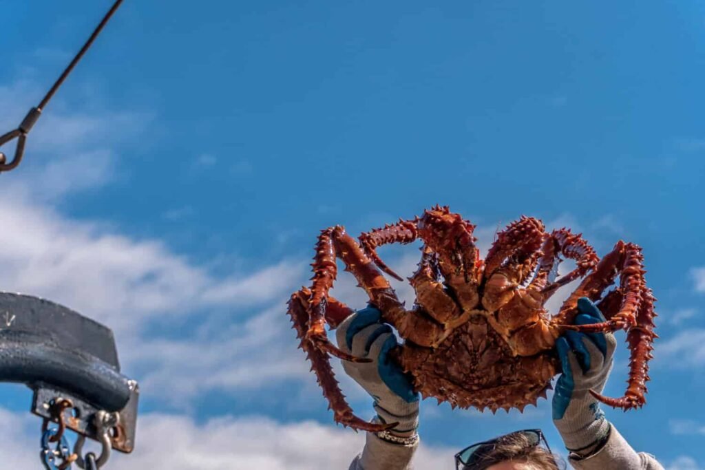 alaskan king crab season