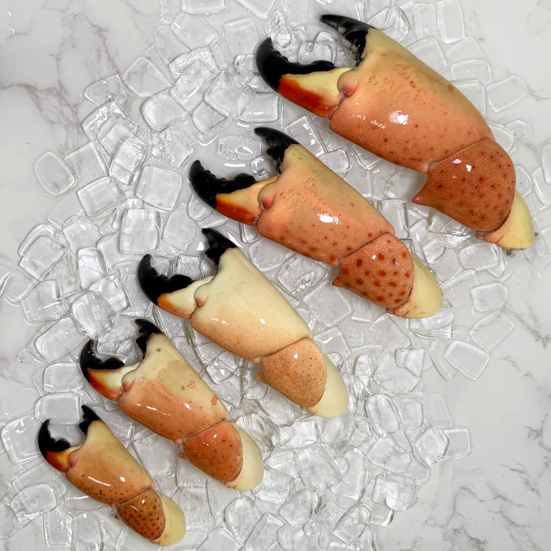 stone crab claws near me