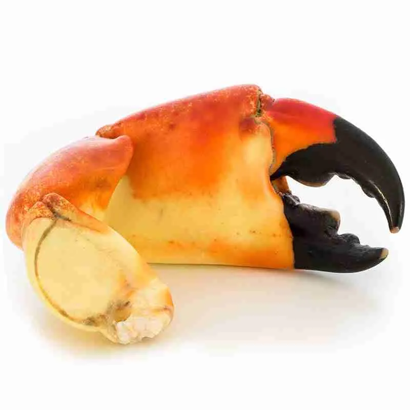 colossal stone crab
