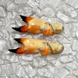Stone Crab for Sale