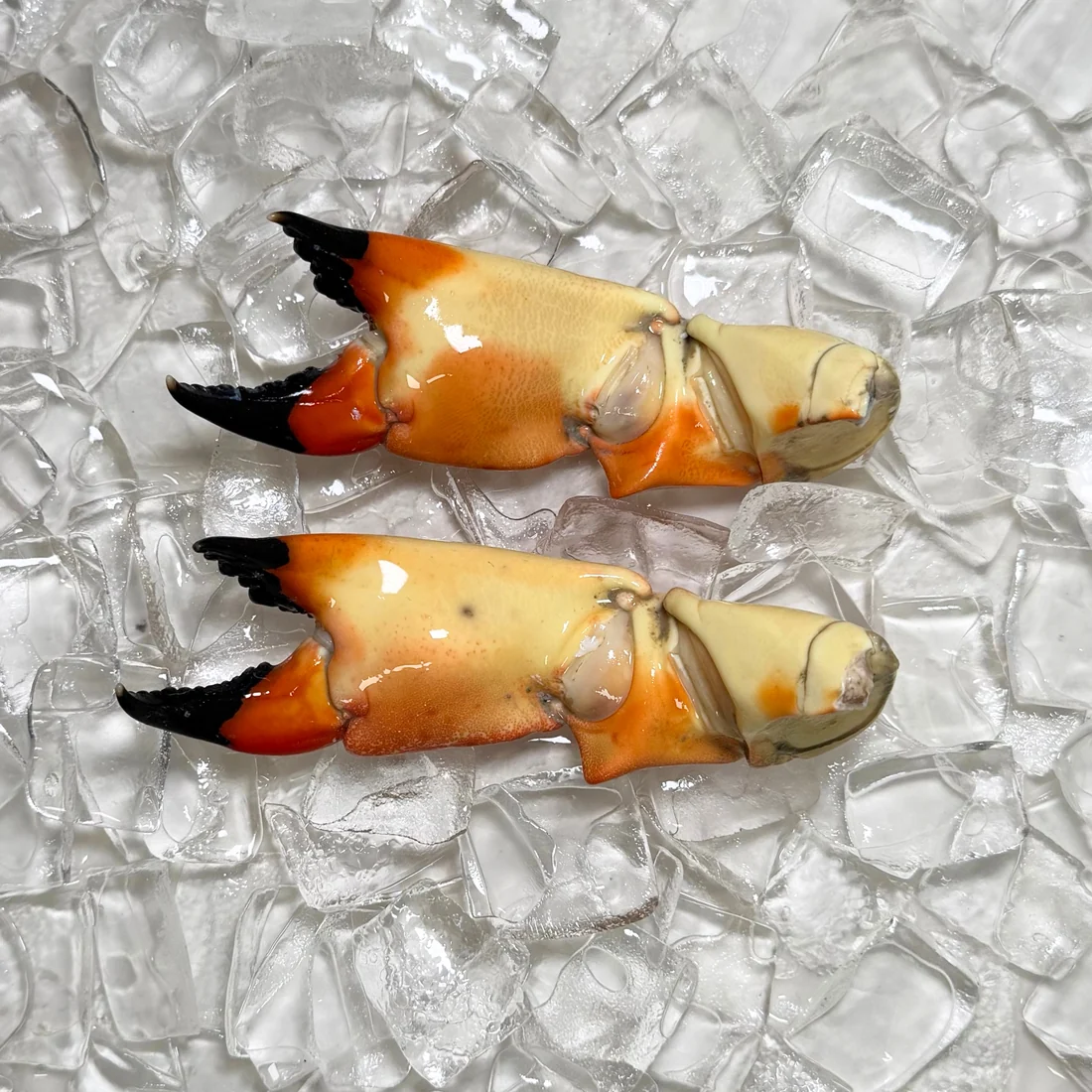 stone-crab-for-sale