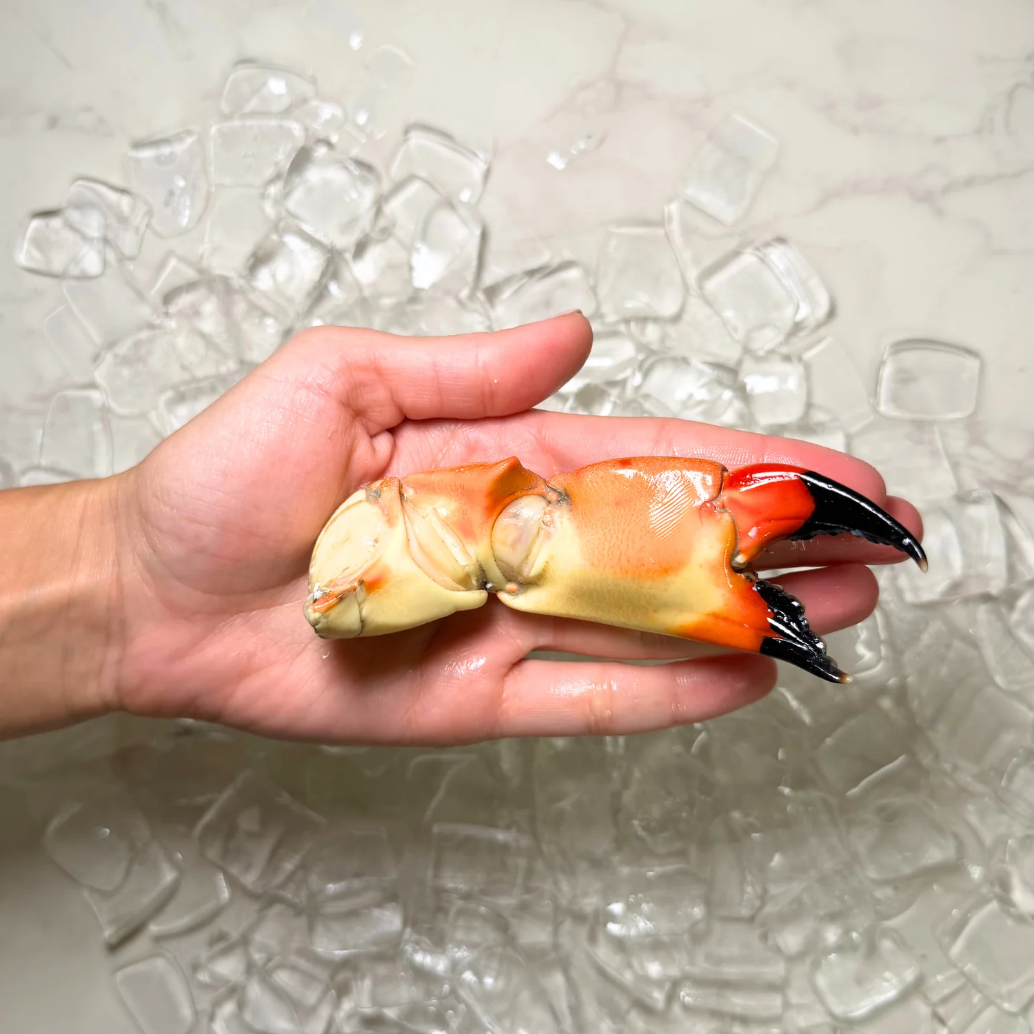 Florida Stone Crab Claws