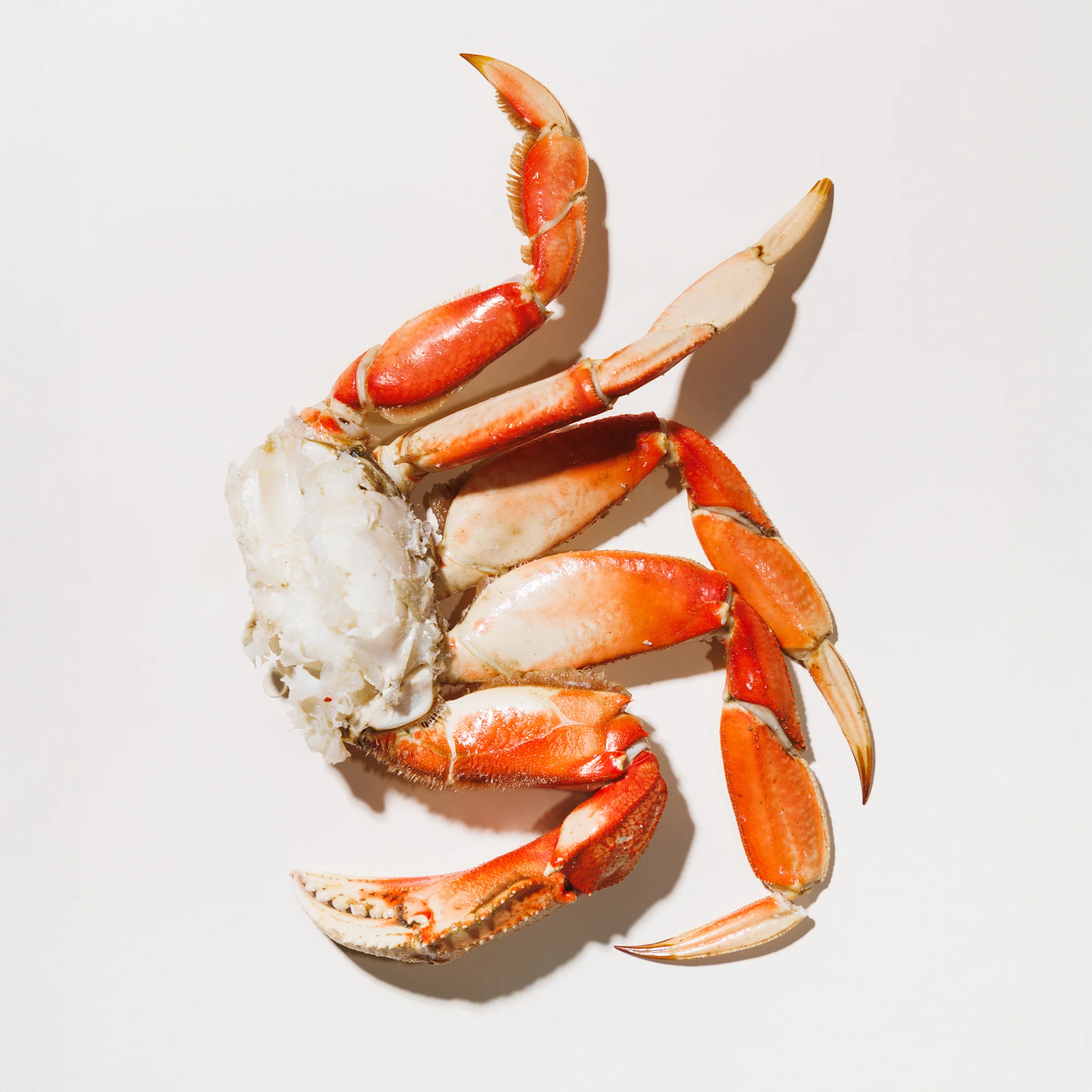 dungeness crab for sale