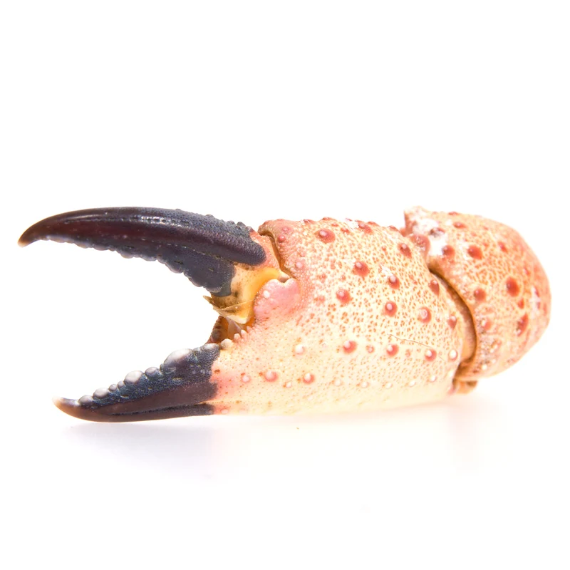 stone crab claws for sale