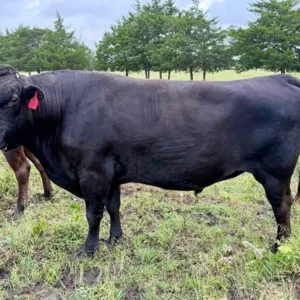 wagyu cattle for sale