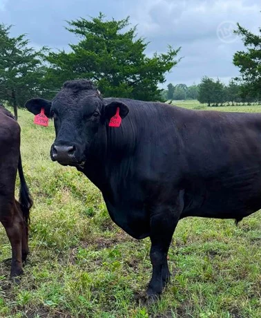 wagyu cattle for sale