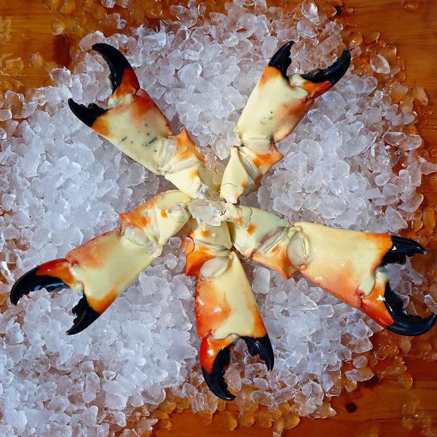 Colossal Stone Crab