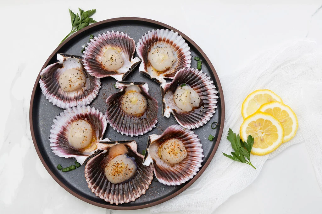 fresh scallops in shell