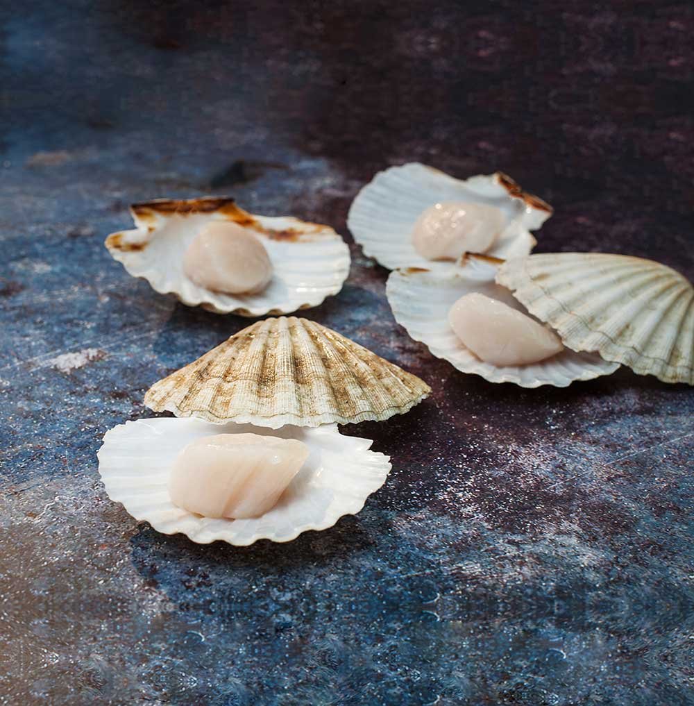 buy scallops