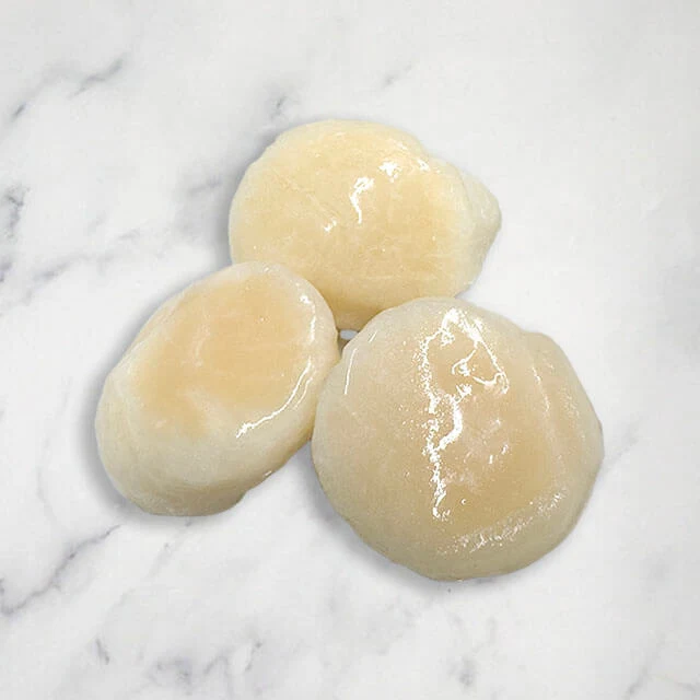fresh scallops in shell