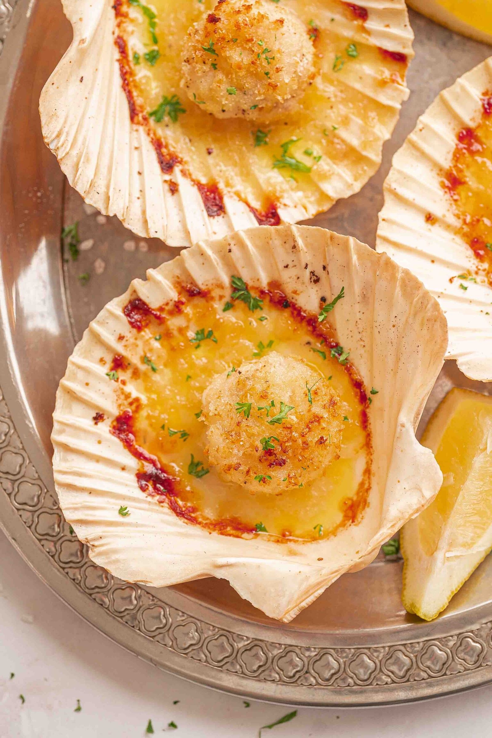 fresh scallops in shell